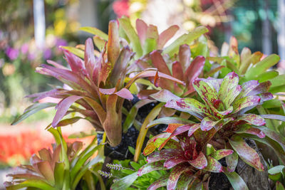 Close-up of pink flowering plant