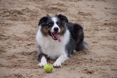 Dog with dog in background