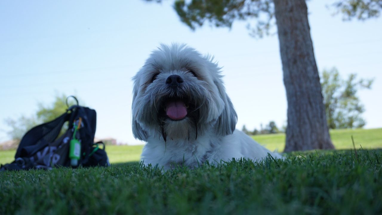 CLOSE-UP PORTRAIT OF DOG ON GRASS AGAINST SKY