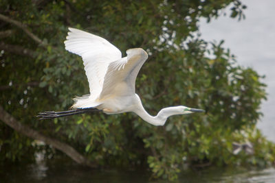 Close-up of white bird flying over lake