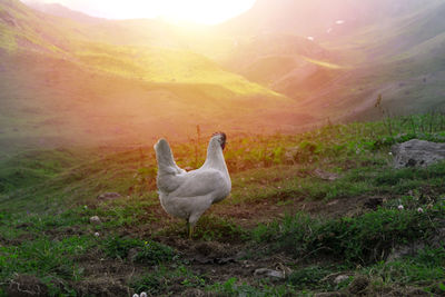 High angle view of birds on field