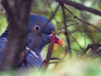 Close-up of a bird