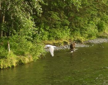 Two horses in a lake