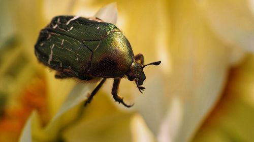 Close-up of insect on leaf