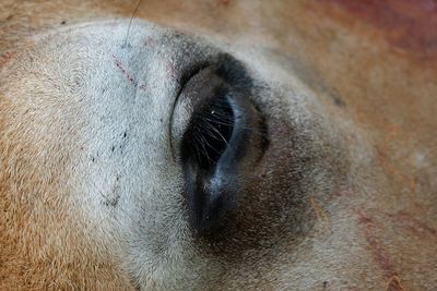 Close-up of horse eye