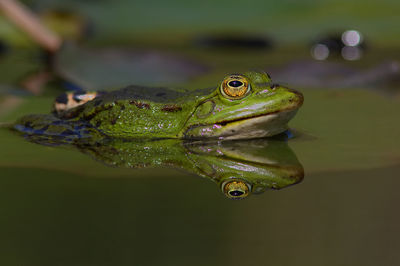 Close-up of frog in water