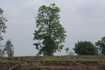 Trees on field against sky