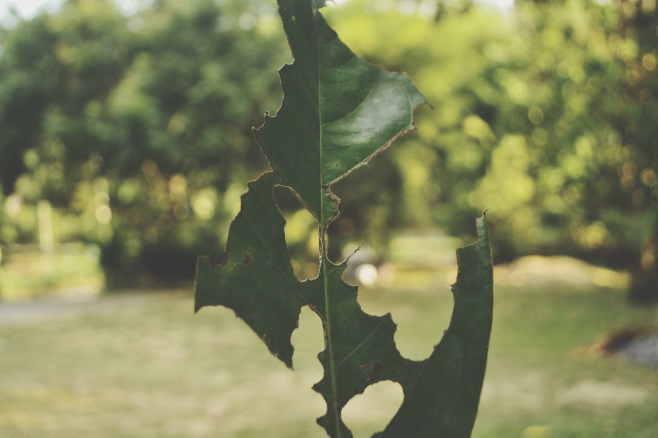 CLOSE-UP OF GREEN LEAVES HANGING ON TREE