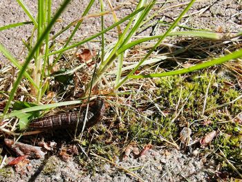 High angle view of snake on field