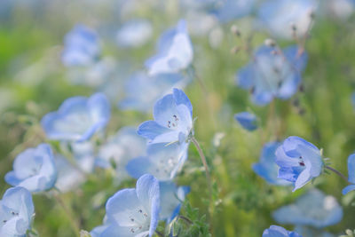 Close-up of blue flowering plant