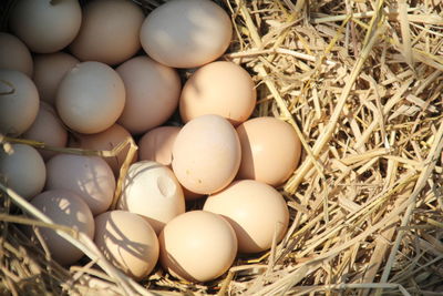 High angle view of eggs in nest