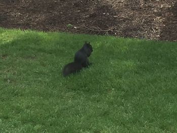 View of a rabbit on field