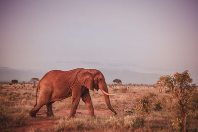 Elephant standing in a field