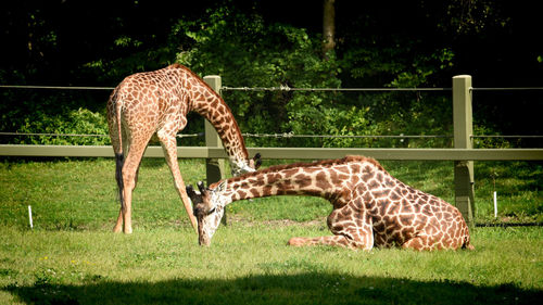 Giraffe standing on field in zoo