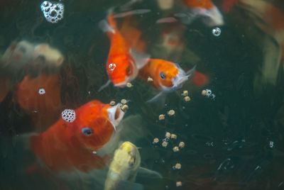 Close-up of fish swimming in water