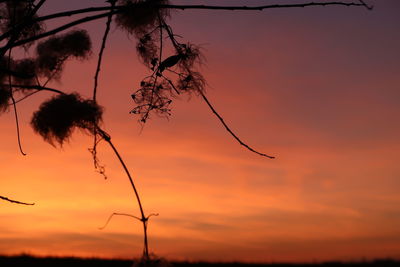 Low angle view of silhouette trees against romantic sky