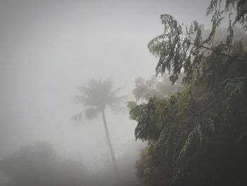 Low angle view of trees against sky during foggy weather