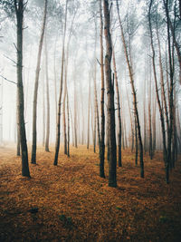 Trees in forest