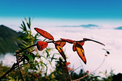 Close-up of red flowers on plant against sky