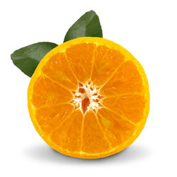 Close-up of orange slice against white background