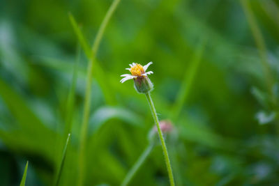 Close-up of flowering plant