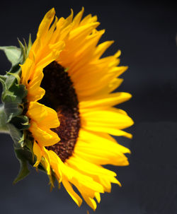 Close-up of sunflower against yellow background