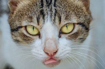 Close-up portrait of cat