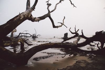 View of bare trees by sea