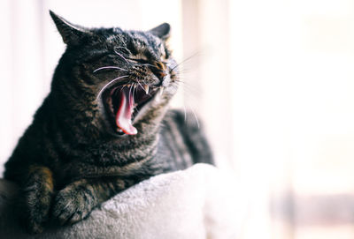 Close-up of cat yawning