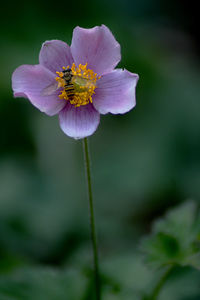 Close-up of insect on purple flowering plant