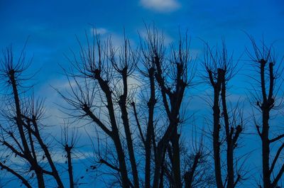 Close-up of silhouette trees against sky