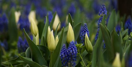 Close-up of purple crocus flowers on field