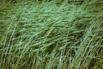 Full frame shot of crops growing on field