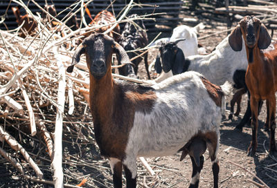 View of horse on field
