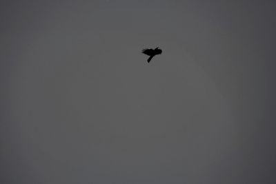 Low angle view of silhouette bird flying against clear sky