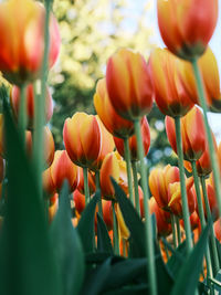 Close-up of red tulip