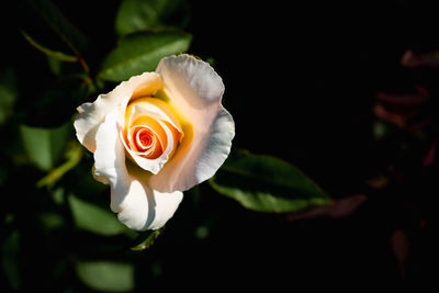 Close-up of white rose