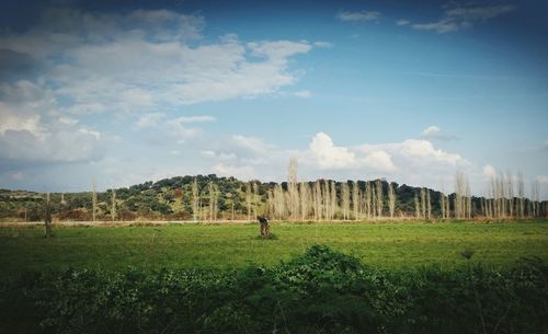 Scenic view of grassy field against sky