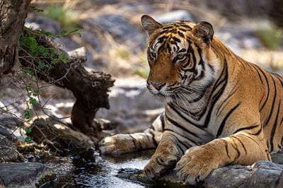 Tiger in a zoo