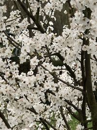 Close-up of white cherry blossoms in spring