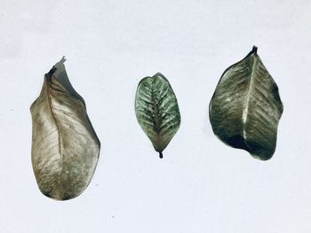 High angle view of leaves against white background