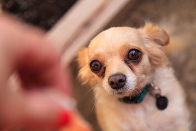 Cropped hand of woman by chihuahua on field