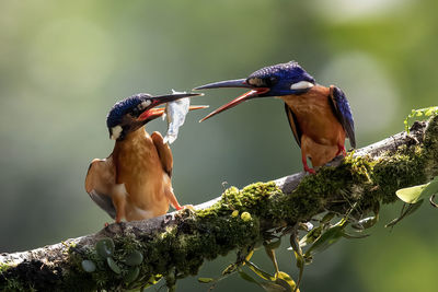 Birds perching on a branch