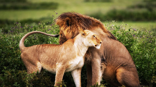 Lion in field