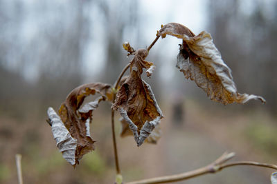 Close-up of dry leaves on plant during winter