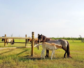 Horses in ranch against sky