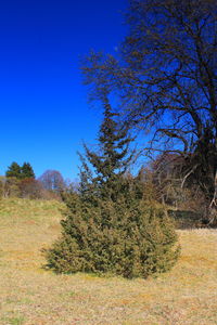 Trees on field against clear blue sky