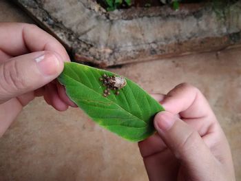 Close-up of hand holding ladybug on leaf