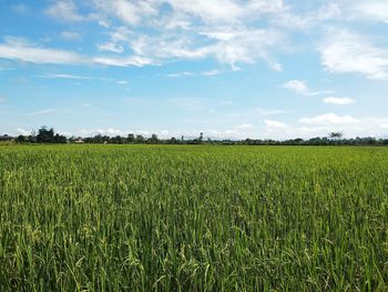 Scenic view of agricultural field against sky