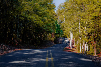 Empty road along trees